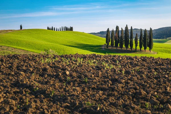 Majestic Summer Plowed Fields Cypress Trees Agricultural Fields Tuscany Italy —  Fotos de Stock