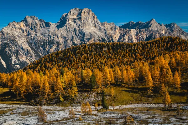 Fantastic Autumn Alpine Landscape Colorful Larch Forest Beautiful Mountains Background — ストック写真