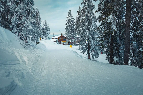 Majestueus Winterlandschap Met Besneeuwde Pijnbomen Gezellig Houten Chalet Achtergrond Karpaten — Stockfoto