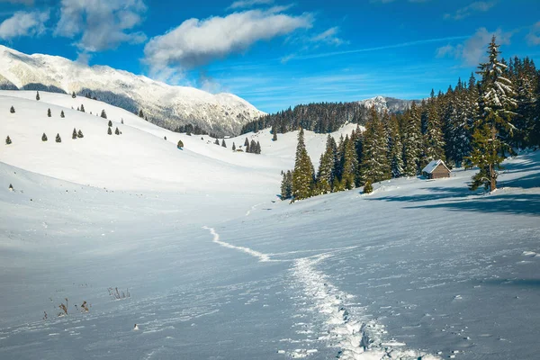 Θαυμάσιο Χειμερινό Τοπίο Χιονισμένα Πεύκα Και Βαθιά Χιονισμένη Πεζοπορική Διαδρομή — Φωτογραφία Αρχείου