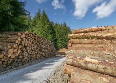 Freshly cut tree logs clipart