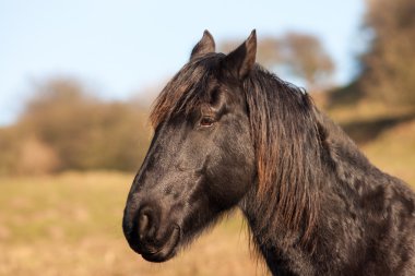 profili bir siyah at