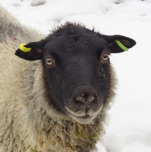 冬の日若い羊羊 — ストック写真