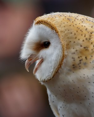 ortak peçeli baykuş tyto alba
