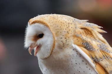 ortak peçeli baykuş tyto alba