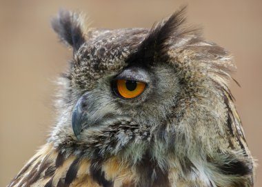 Avrasya kartal baykuş bubo bubo