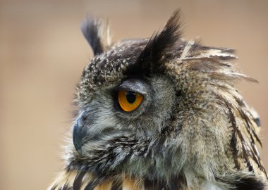 Avrasya kartal baykuş bubo bubo