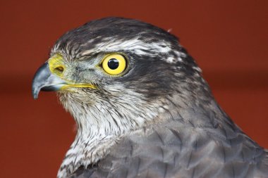 accipiter gentilis çakır kuşu