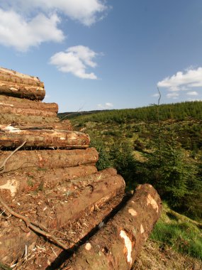Sustainable Logging With Piles Of Freshly Cut Trees clipart