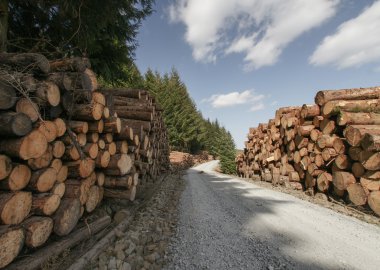 sürdürülebilir yığınları ile günlük taze ağaçları kesmek