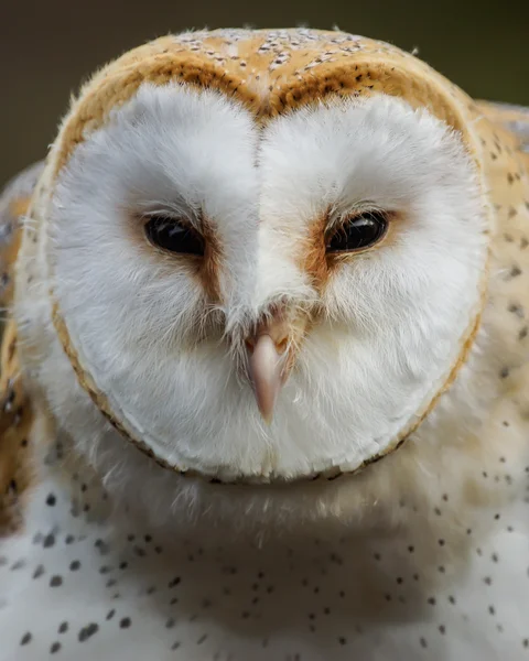 Common Barn Owl Tyto Alba — Stock Photo, Image