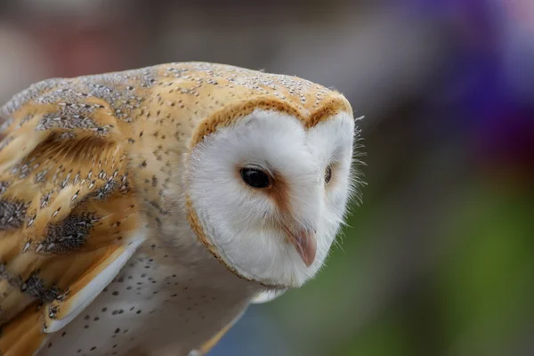 Common Barn Owl Tyto Alba — Stock Photo, Image