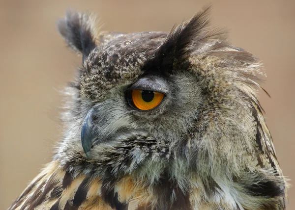 Eurasian Eagle-Owl Bubo bubo — Stock Photo, Image