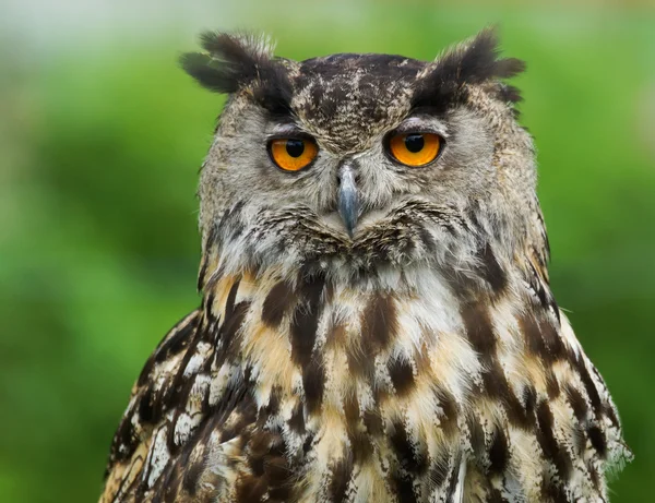 ワシミミズク横痃横痃 — ストック写真