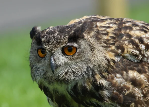 Eurasischer Uhu bubo bubo bubo — Stockfoto