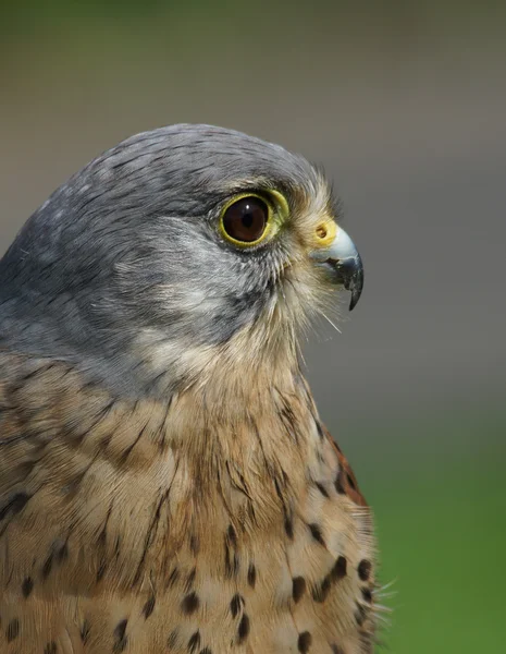 Torenvalk falco tinnunculus — Stockfoto