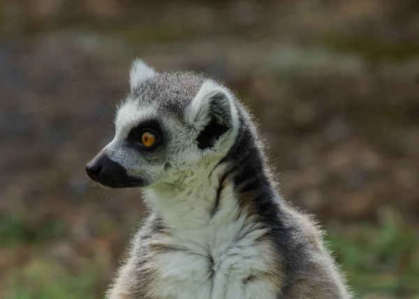 Lemur catta Anillo de cola Lemur — Foto de Stock
