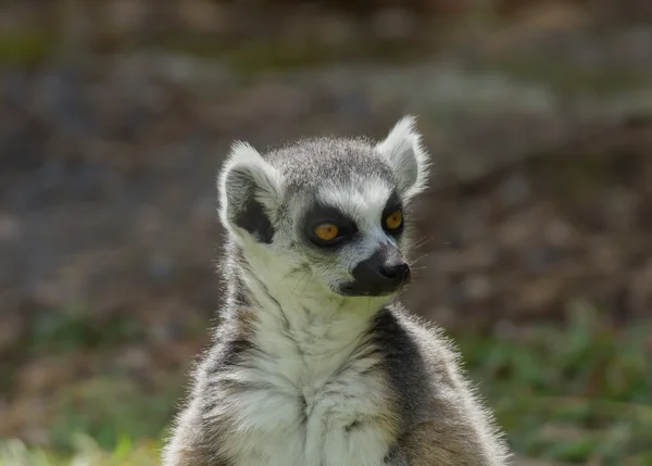 Lemur catta pierścień lodówki lemur — Zdjęcie stockowe