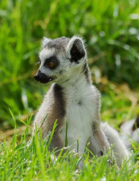 Lemur Kata prsten sledoval lemur — Stock fotografie