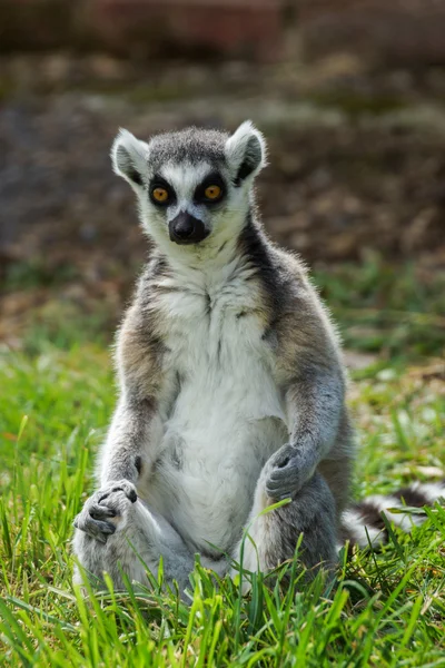 Lemur Kata prsten sledoval lemur — Stock fotografie