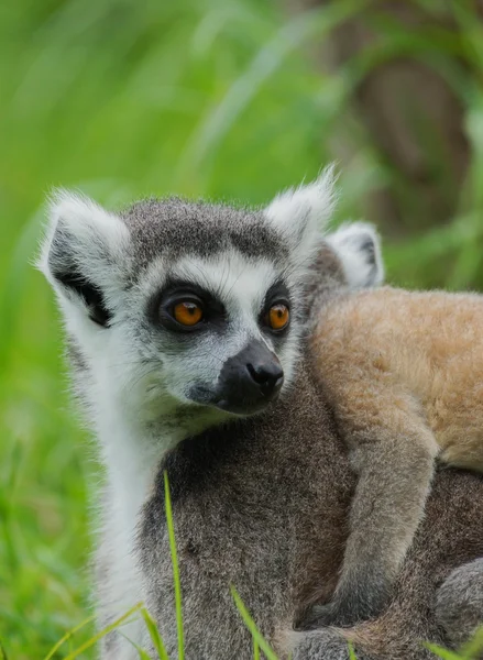 Lemur Kata prsten sledoval lemur — Stock fotografie