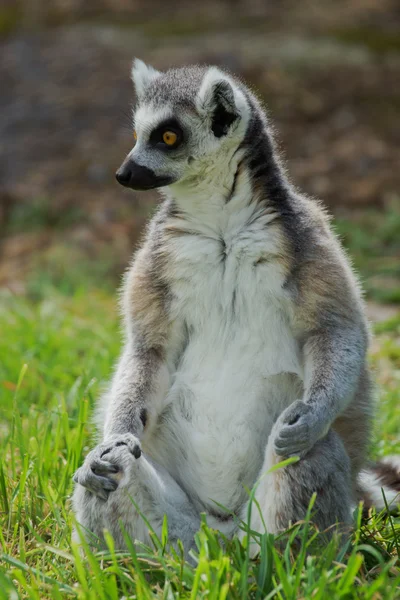 Lemur catta Ring Tailed Lemur — Stock Photo, Image