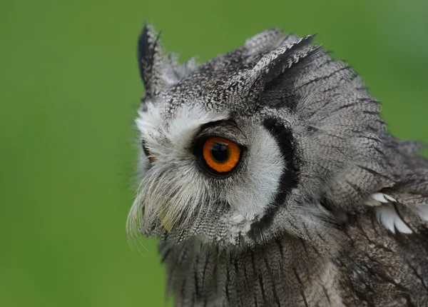 Northern White-faced Owl Ptilopsis leucotis — Stock Photo, Image