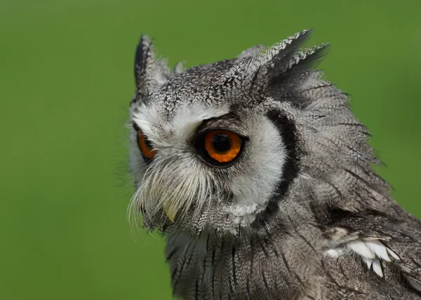 Northern White-faced Owl Ptilopsis leucotis — Stock Photo, Image