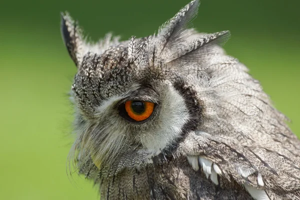 Northern White-faced Owl Ptilopsis leucotis — Stock Photo, Image