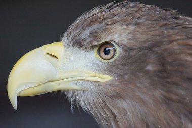 Deniz kartalı profil haliaeetus albicilla