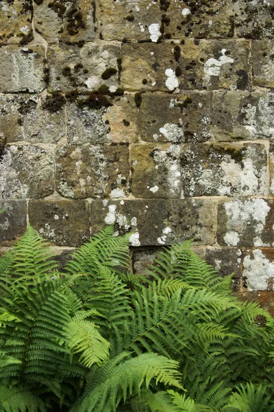 Stone Wall Background With Foliage Edges — Stock Photo, Image