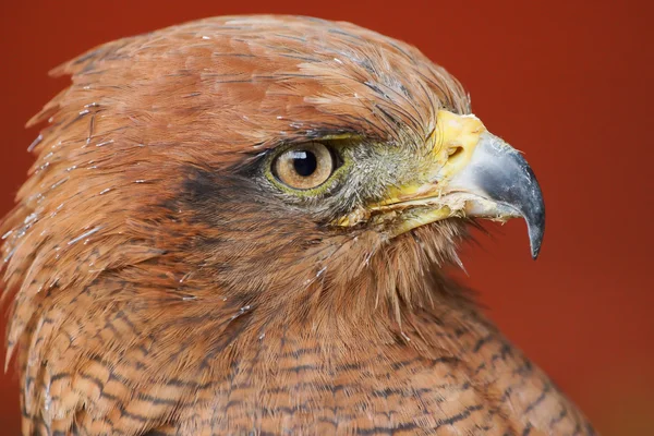 Portret van een savanne hawk buteogallus meridionalis — Stockfoto