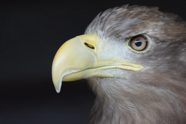 Bielik profil haliaeetus albicilla — Zdjęcie stockowe