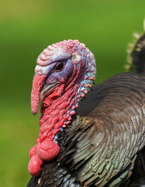 Turkiet porträtt — Stockfoto