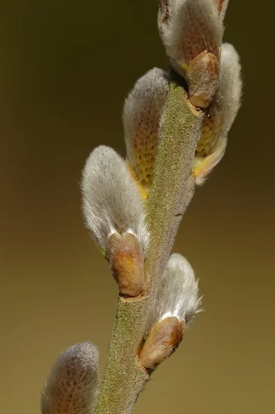 Весенние почки ивы - Salix — стоковое фото