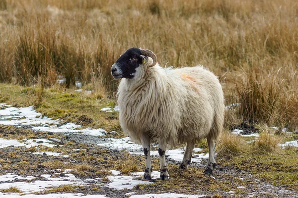 Rohaté ovce — Stock fotografie