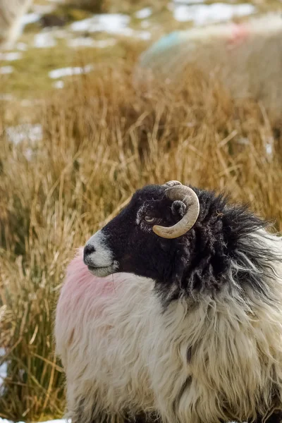 角を持つ羊 — ストック写真