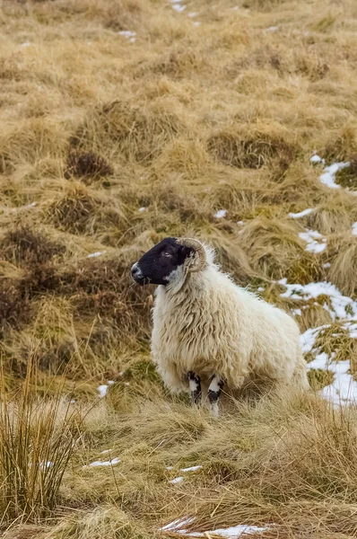 角を持つ羊 — ストック写真