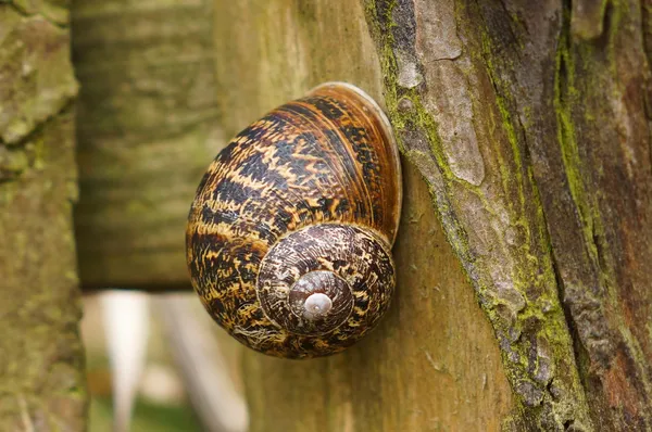 Büyük kahverengi Bahçe salyangoz (Helix aspersa) ahşap bir çit yayında — Stok fotoğraf