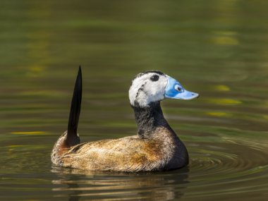 AK başlı ördek - dikkuyruk - oxyura leucocephala