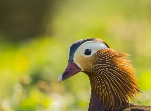 Pato mandarín, Aix galericulata — Foto de Stock