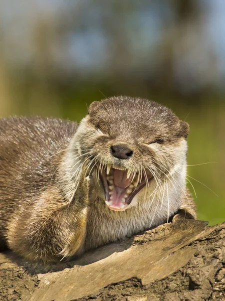 An oriental small-clawed otter — Stock Photo, Image