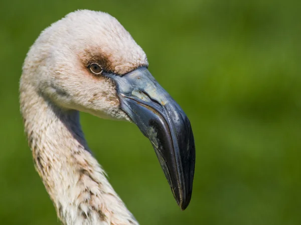 Juvenil flamingo — Stockfoto