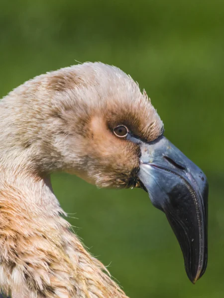 Juvenil flamingo — Stockfoto