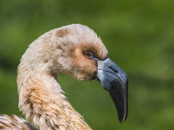 Juvenil flamingo — Stockfoto