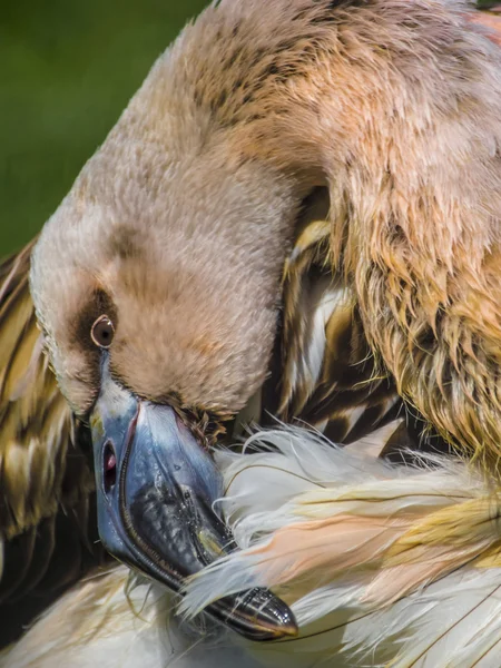 Juvenil flamingo — Stockfoto