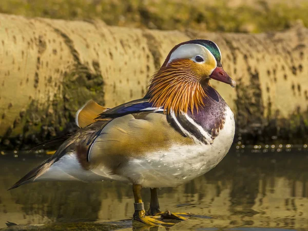 Pato mandarín, Aix galericulata — Foto de Stock