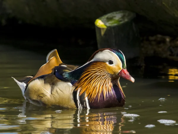 Mandarin Duck , Aix galericulata — Stock Photo, Image