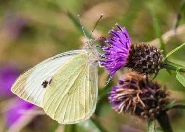 büyük beyaz kelebek pieris brassicae