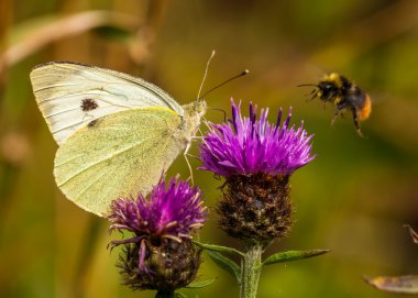 büyük beyaz pieris brassicae